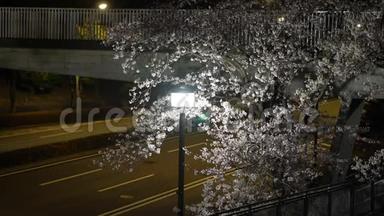 东京黎明时分，汽车驶过樱花树旁